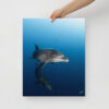Bottles on Canvas | Bottlenose Dolphins – Socorro Islands, Mexico