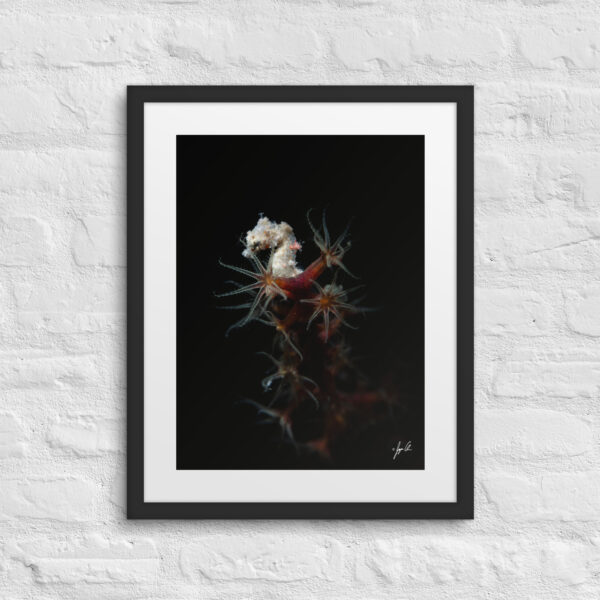 Bob on Mat Frame | Satomi's Pygmy Seahorse - Misool, Raja Ampat, Indonesia